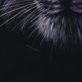 1998 Tiger Liquid Blue Shirt