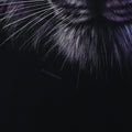 1998 Siberian Snow Tiger Liquid Blue Shirt
